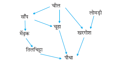 Class-10 Science Chapter 15. हमारा पर्यावरण- आहार जाल (Food Web)