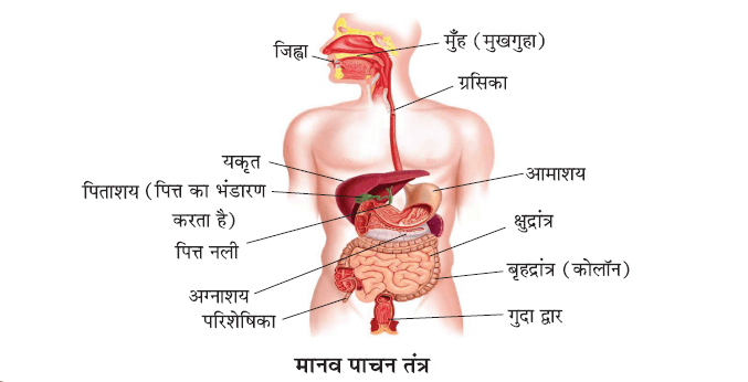 जैव प्रक्रम- मानव पाचन तंत्र 
