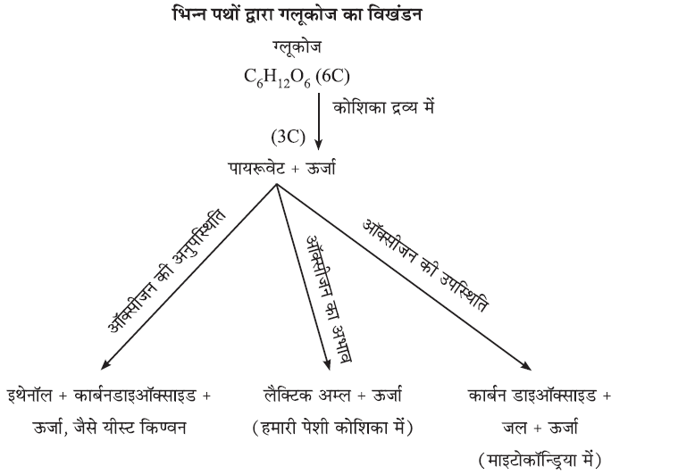 जैव प्रक्रम- ग्लूकोज का विखंडन 