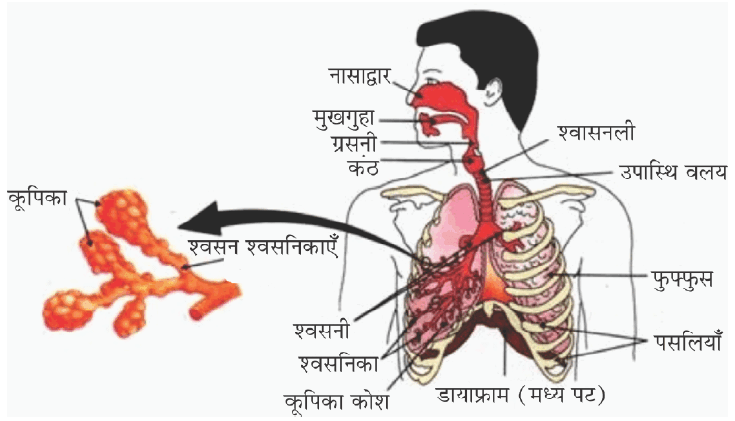 जैव प्रक्रम-  मानव श्वसन तंत्र 