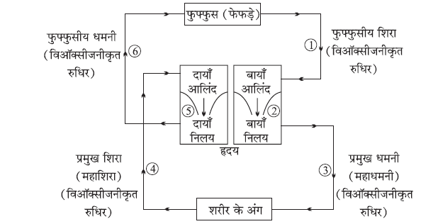 जैव प्रक्रम- मानव शरीर में रुधिर परिसंचरण दर्शाने के लिए रेखाचित्र