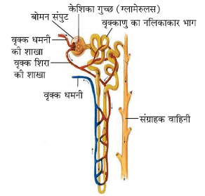 जैव प्रक्रम- वृक्काणु की संरचना 