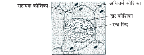 जैव प्रक्रम- रंध्र के प्रमुख कार्य 
