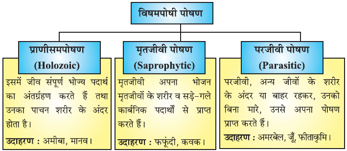 जैव प्रक्रम- विषमपोषी पोषण (Heterotrophic Nutrition)