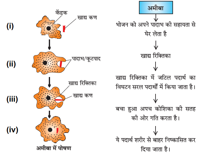 जैव प्रक्रम- अमीबा में पोषण