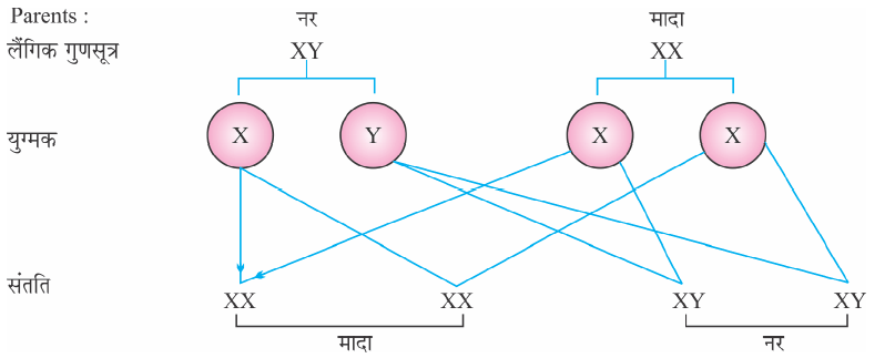 Class-10 Science Chapter 9- मानव में लिंग निर्धारण (Sex Determination in Human Beings)