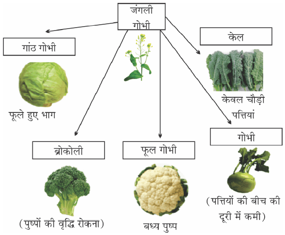 Class-10 Science Chapter 9- कृत्रिम चयन (Evolution by Artificial Selection)