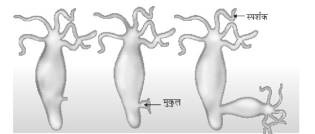 Class-10 Science Chapter 8. जीव जनन कैसे करते हैं?