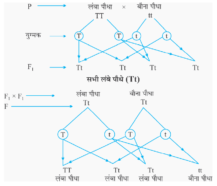 Class-10 Science Chapter 9- एकल संकरण (Monohybrid Cross)