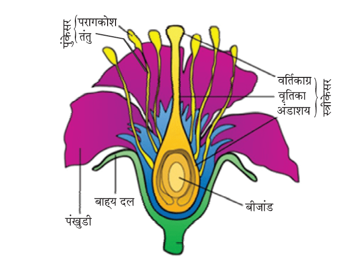 Class-10 Science Chapter 8. जीव जनन कैसे करते हैं?