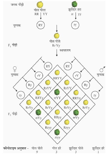 Class-10 Science Chapter 9- द्वि-संकरण / द्वि-विकल्पीय संकरण (Dihybrid Cross)