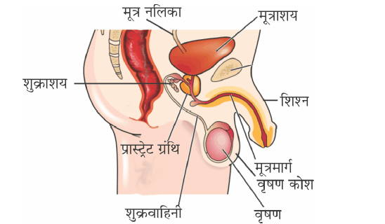 Class-10 Science Chapter 8. जीव जनन कैसे करते हैं?