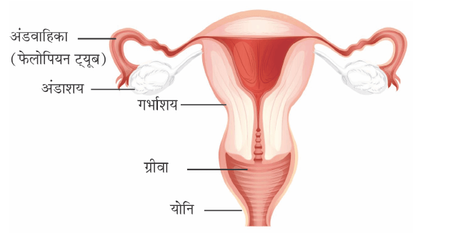 Class-10 Science Chapter 8. जीव जनन कैसे करते हैं?