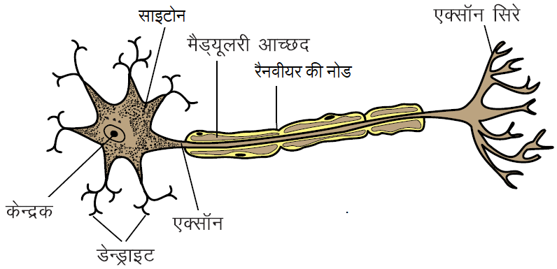 तन्त्रिका उत्तक (Nervous Tissue):