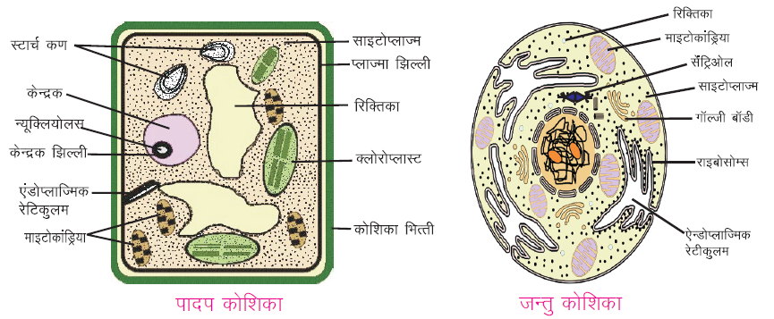 पादप एवं जंतु कोशिका