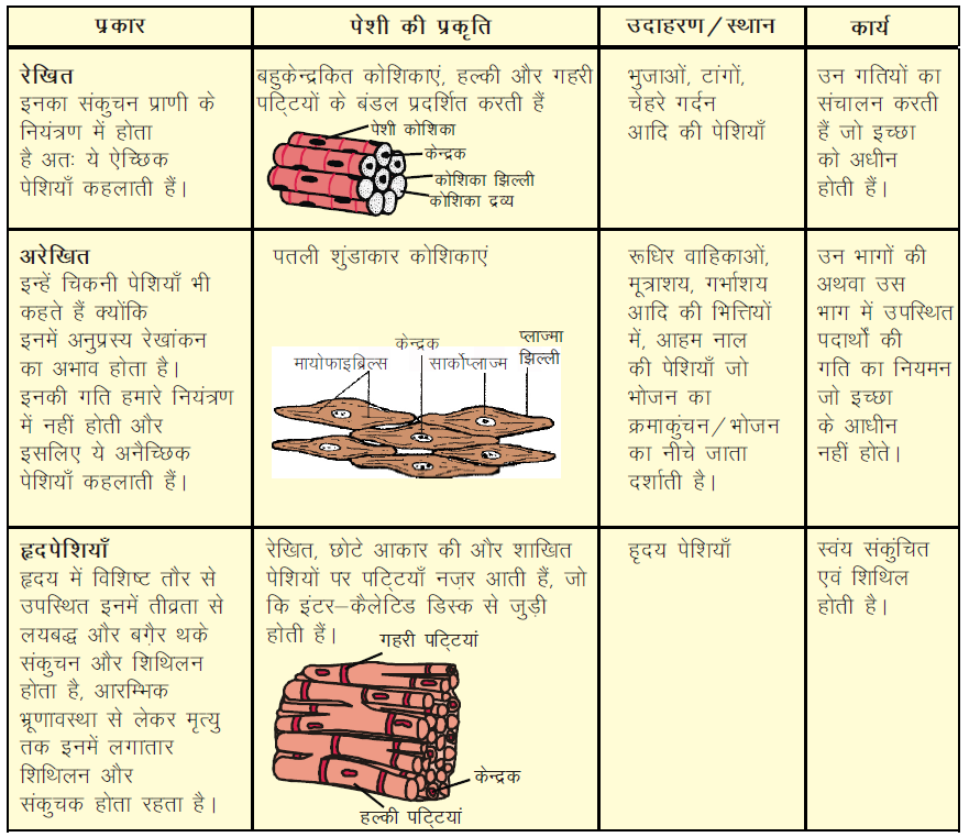 पेशीय उत्तक (Muscular Tissue):