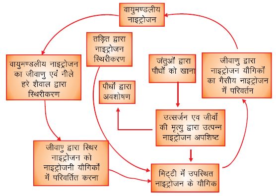 नाइट्रोजन चक्र (Nitrogen Cycle): प्राकृतिक संपदा